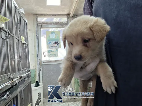 믹스견 · 00199, 가족을 기다리는 강아지