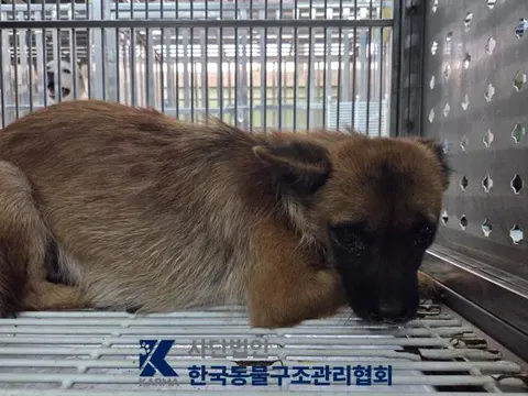믹스견 · 00686, 가족을 기다리는 강아지