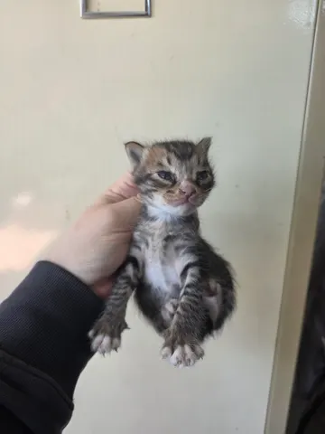 한국 고양이 · 00146, 가족을 기다리는 고양이