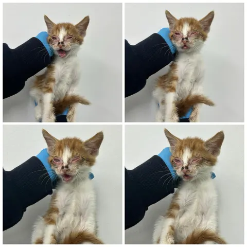 한국 고양이 · 00462, 가족을 기다리는 고양이