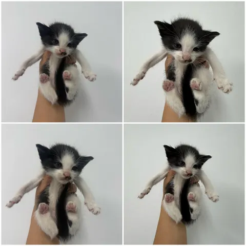 한국 고양이 · 00481, 가족을 기다리는 고양이