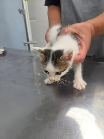 한국 고양이 · 00265, 가족을 기다리는 고양이