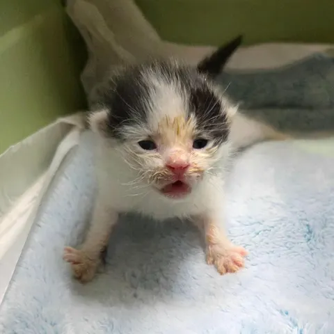 한국 고양이 · 00398, 가족을 기다리는 고양이
