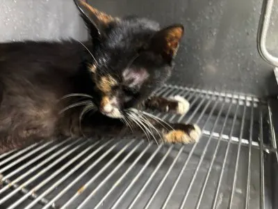 믹스묘 · 00263, 가족을 기다리는 고양이