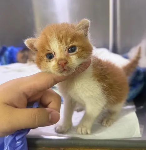한국 고양이 · 00235, 가족을 기다리는 고양이