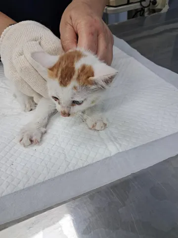 한국 고양이 · 00336, 가족을 기다리는 고양이