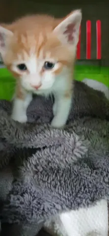 한국 고양이 · 00688, 가족을 기다리는 고양이