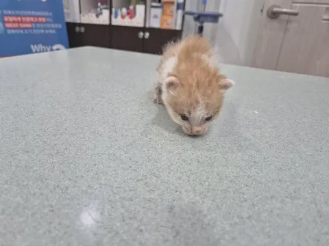믹스묘 · 00498, 가족을 기다리는 고양이