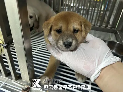 믹스견 · 00100, 가족을 기다리는 강아지