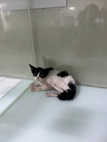 한국 고양이 · 00286, 가족을 기다리는 고양이