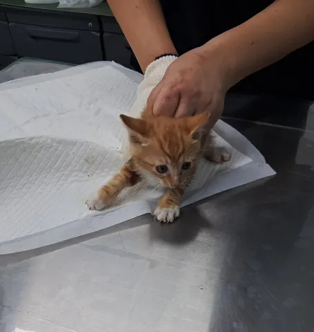 한국 고양이 · 00335, 가족을 기다리는 고양이