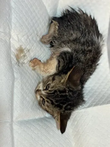 믹스묘 · 00266, 가족을 기다리는 고양이