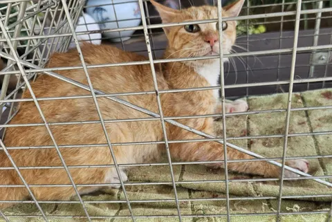 한국 고양이 · 00353, 가족을 기다리는 고양이