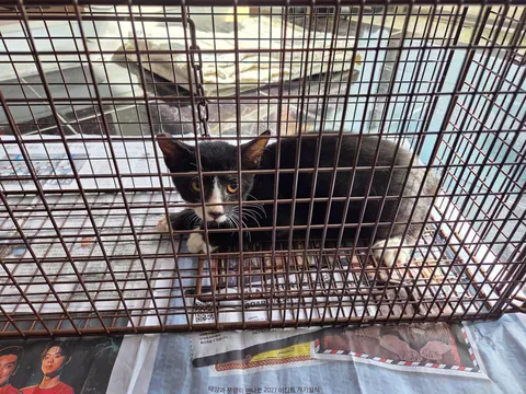 한국 고양이 · 00500, 가족을 기다리는 고양이