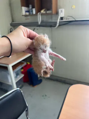 한국 고양이 · 00304, 가족을 기다리는 고양이
