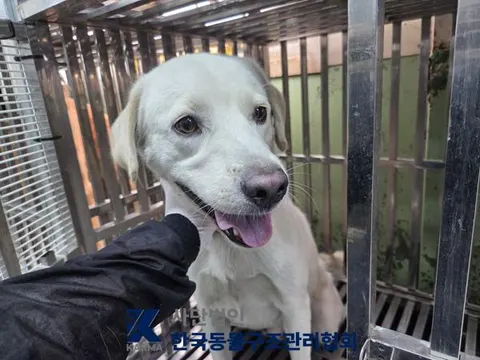 믹스견 · 00197, 가족을 기다리는 강아지