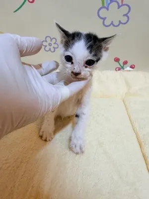 믹스묘 · 00209, 가족을 기다리는 고양이