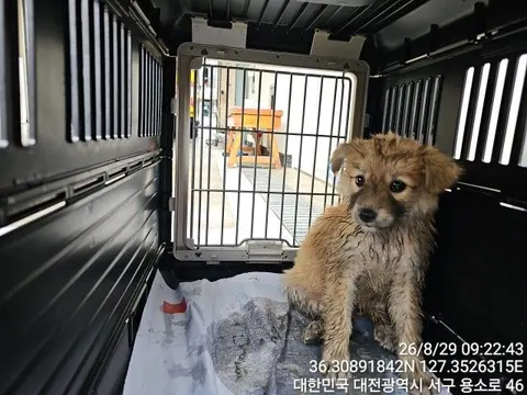믹스견 · 00224, 가족을 기다리는 강아지