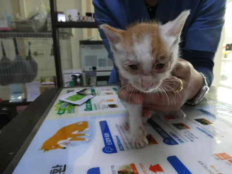 한국 고양이 · 00349, 가족을 기다리는 고양이