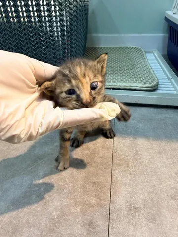 한국 고양이 · 00236, 가족을 기다리는 고양이