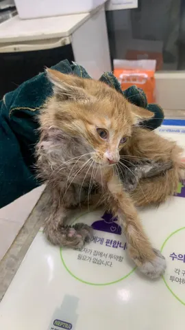 한국 고양이 · 00382, 가족을 기다리는 고양이