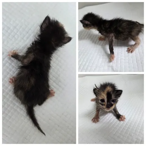 한국 고양이 · 00556, 가족을 기다리는 고양이