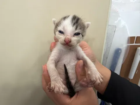 한국 고양이 · 00120, 가족을 기다리는 고양이
