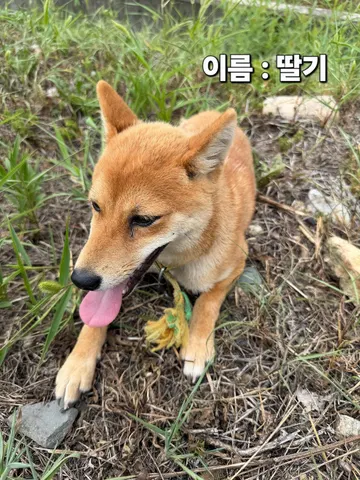 믹스견 · 00261, 가족을 기다리는 강아지