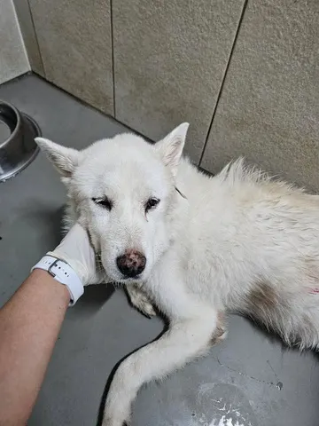믹스견 · 00580, 가족을 기다리는 강아지