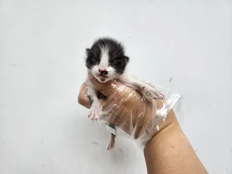 한국 고양이 · 00545, 가족을 기다리는 고양이