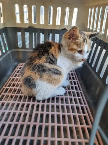 믹스묘 · 00701, 가족을 기다리는 고양이