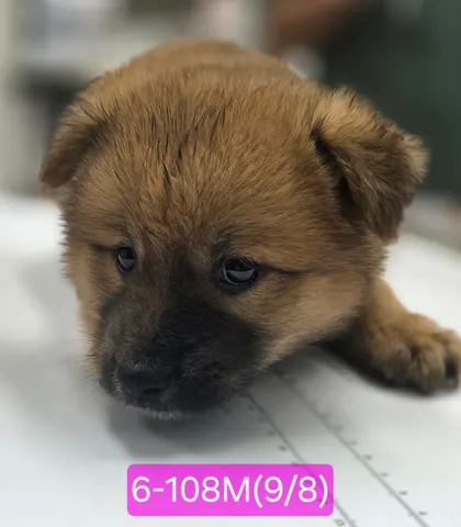 믹스견 · 00107, 가족을 기다리는 강아지