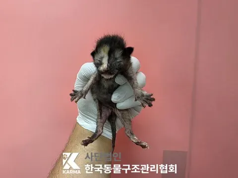 한국 고양이 · 00613, 가족을 기다리는 고양이
