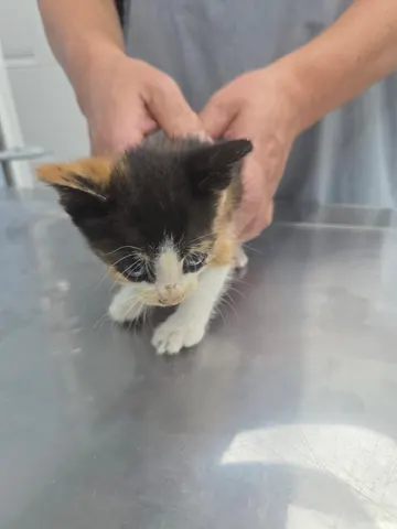한국 고양이 · 00264, 가족을 기다리는 고양이