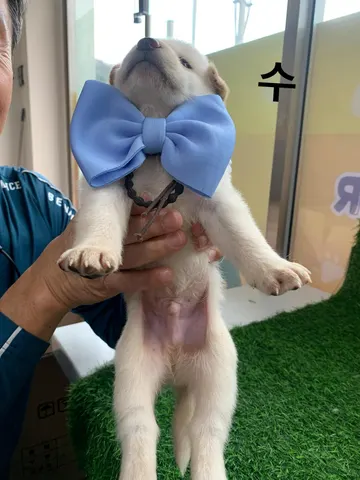 믹스견 · 00168, 가족을 기다리는 강아지