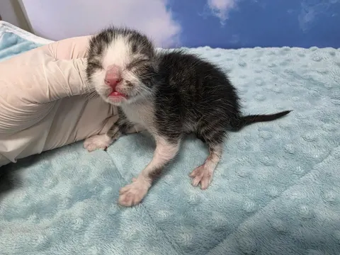 한국 고양이 · 00087, 가족을 기다리는 고양이