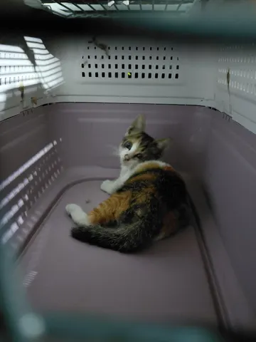 한국 고양이 · 00238, 가족을 기다리는 고양이