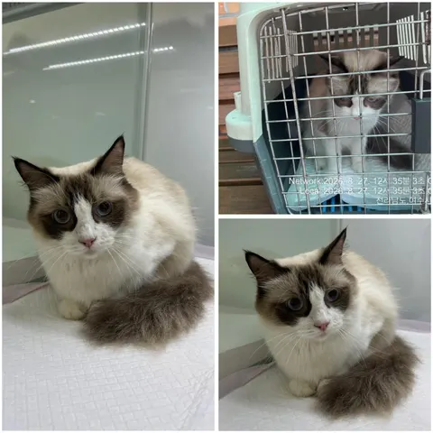 레그돌 · 00072, 가족을 기다리는 고양이