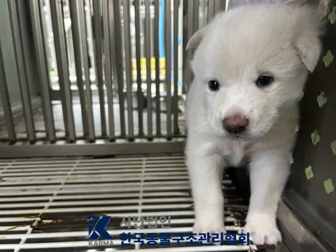 믹스견 · 00629, 가족을 기다리는 강아지