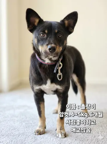 믹스견 · 00262, 가족을 기다리는 강아지
