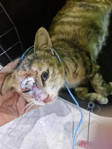 한국 고양이 · 00262, 가족을 기다리는 고양이