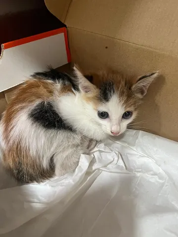 한국 고양이 · 00128, 가족을 기다리는 고양이