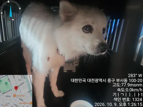 믹스견 · 00154, 가족을 기다리는 강아지