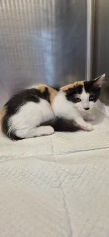 한국 고양이 · 00477, 가족을 기다리는 고양이