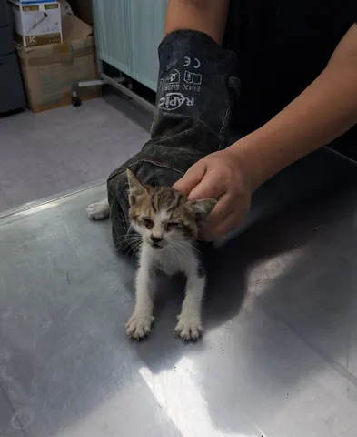 한국 고양이 · 00274, 가족을 기다리는 고양이
