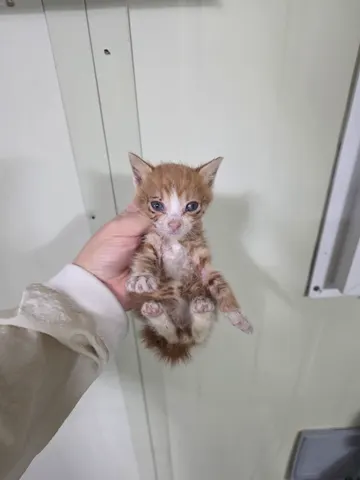 한국 고양이 · 00134, 가족을 기다리는 고양이