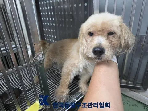 믹스견 · 00186, 가족을 기다리는 강아지