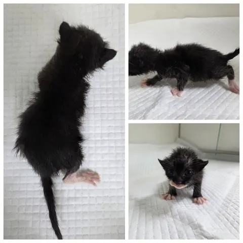 한국 고양이 · 00555, 가족을 기다리는 고양이