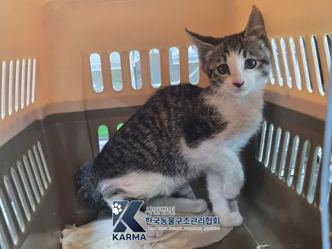한국 고양이 · 00143, 가족을 기다리는 고양이