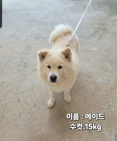 기타 · 00270, 가족을 기다리는 강아지